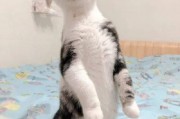 娱乐圈吃瓜猫是谁啊,揭秘神秘“吃瓜猫”的真实身份