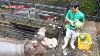 喂驴打一嘴巴子吃瓜娱乐